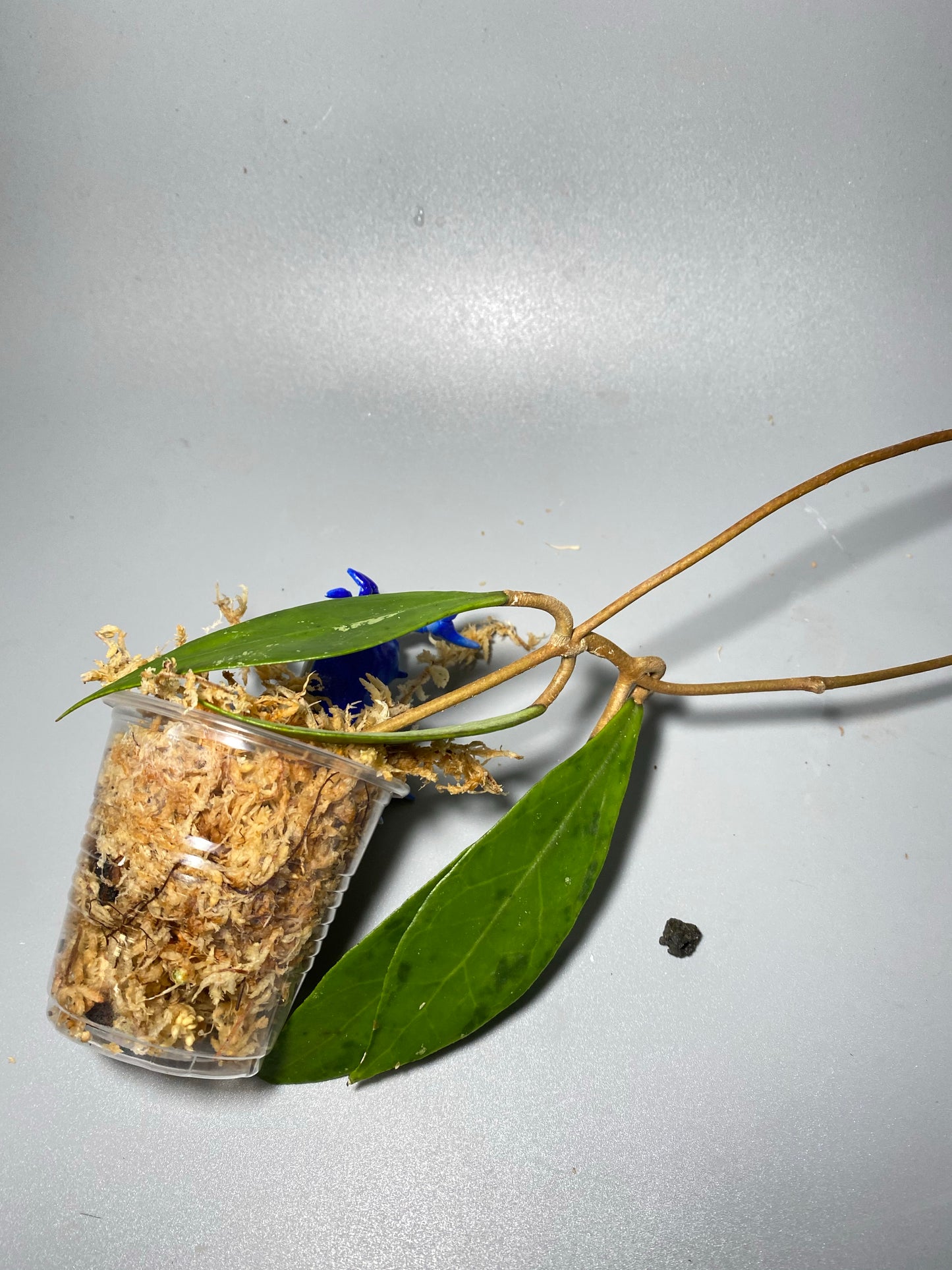 Hoya Estrella waterfall IML 1256 - unrooted