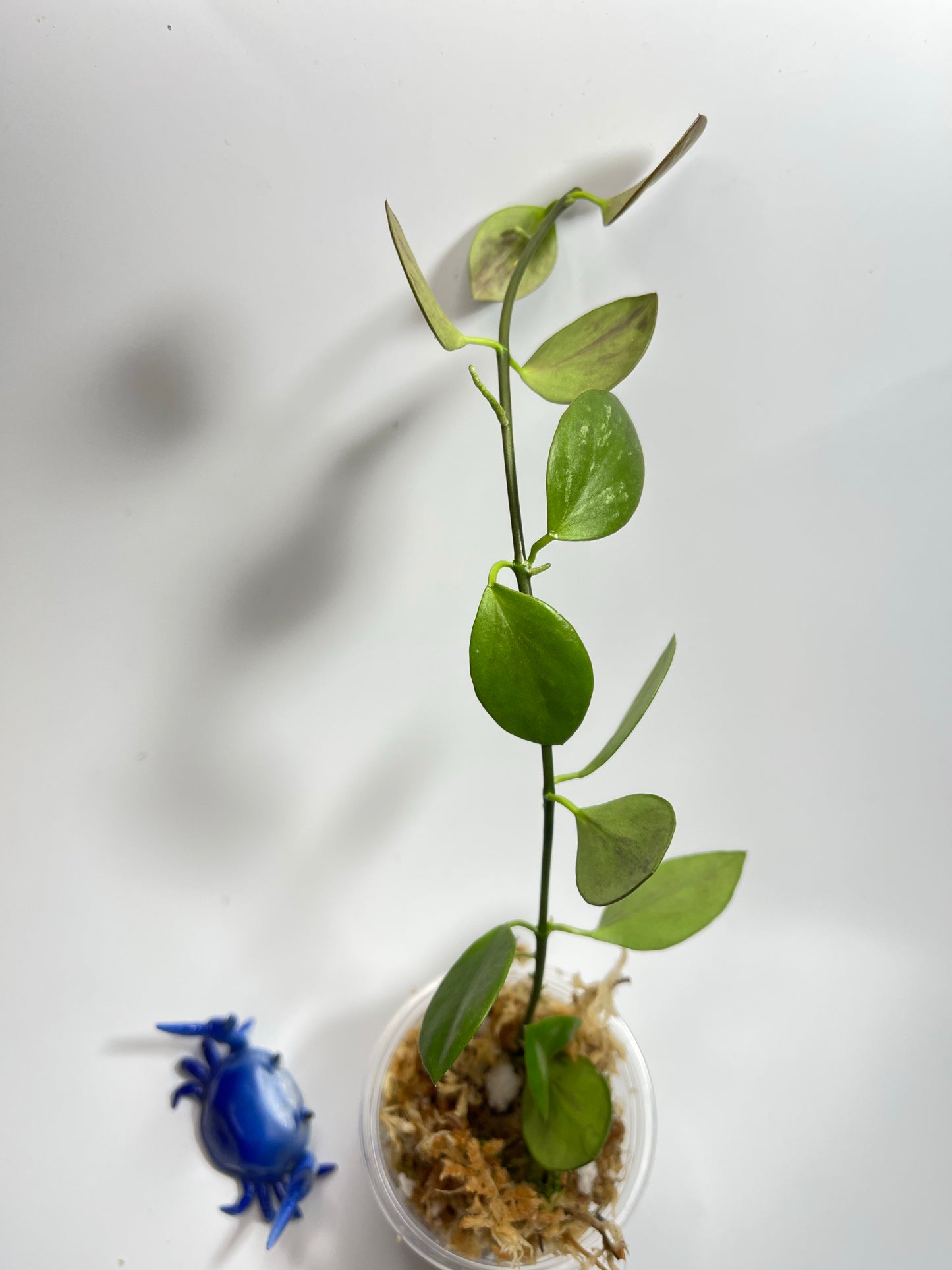 Hoya ir26 - unrooted