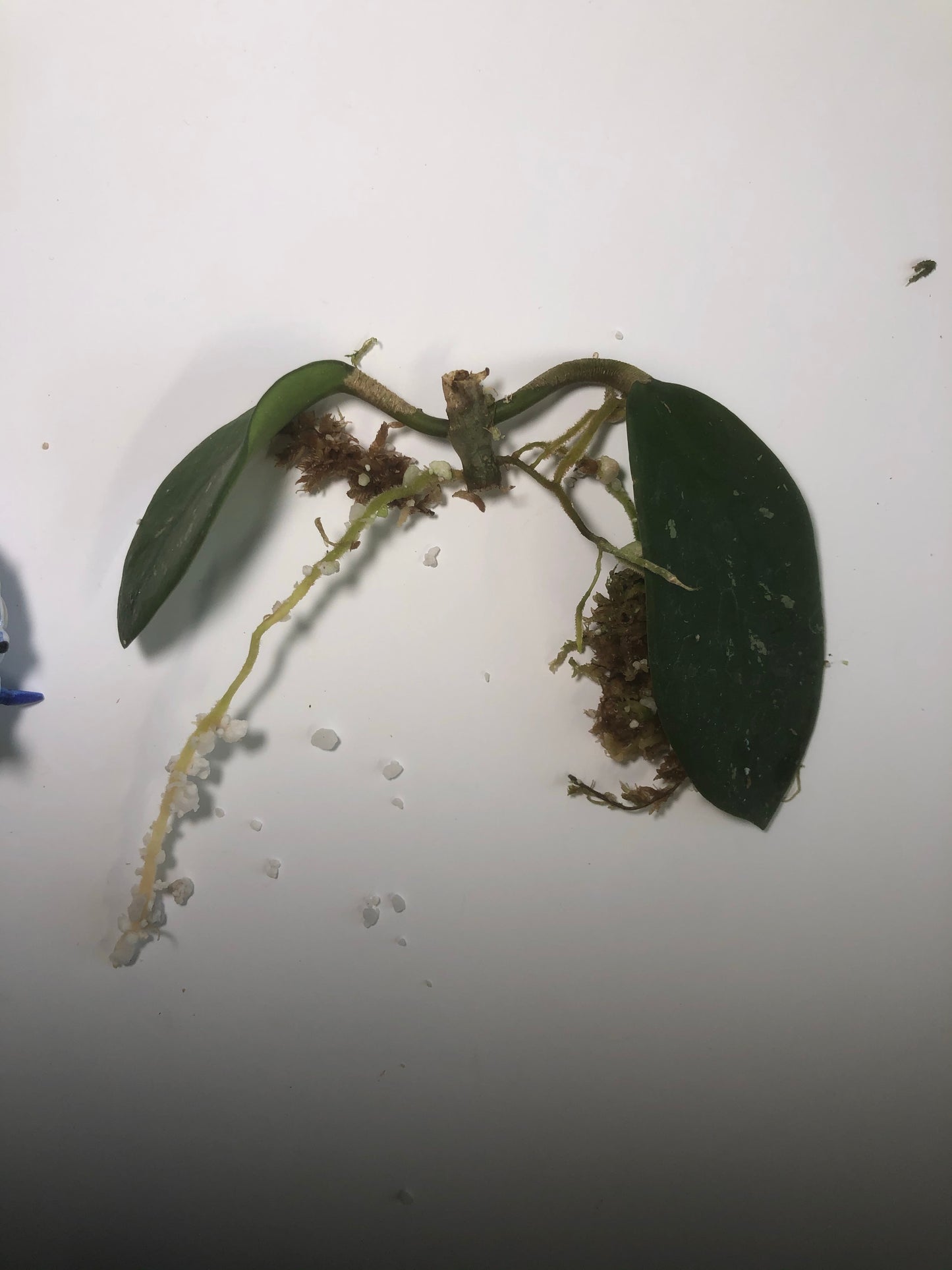 Hoya diversifolia crassipes