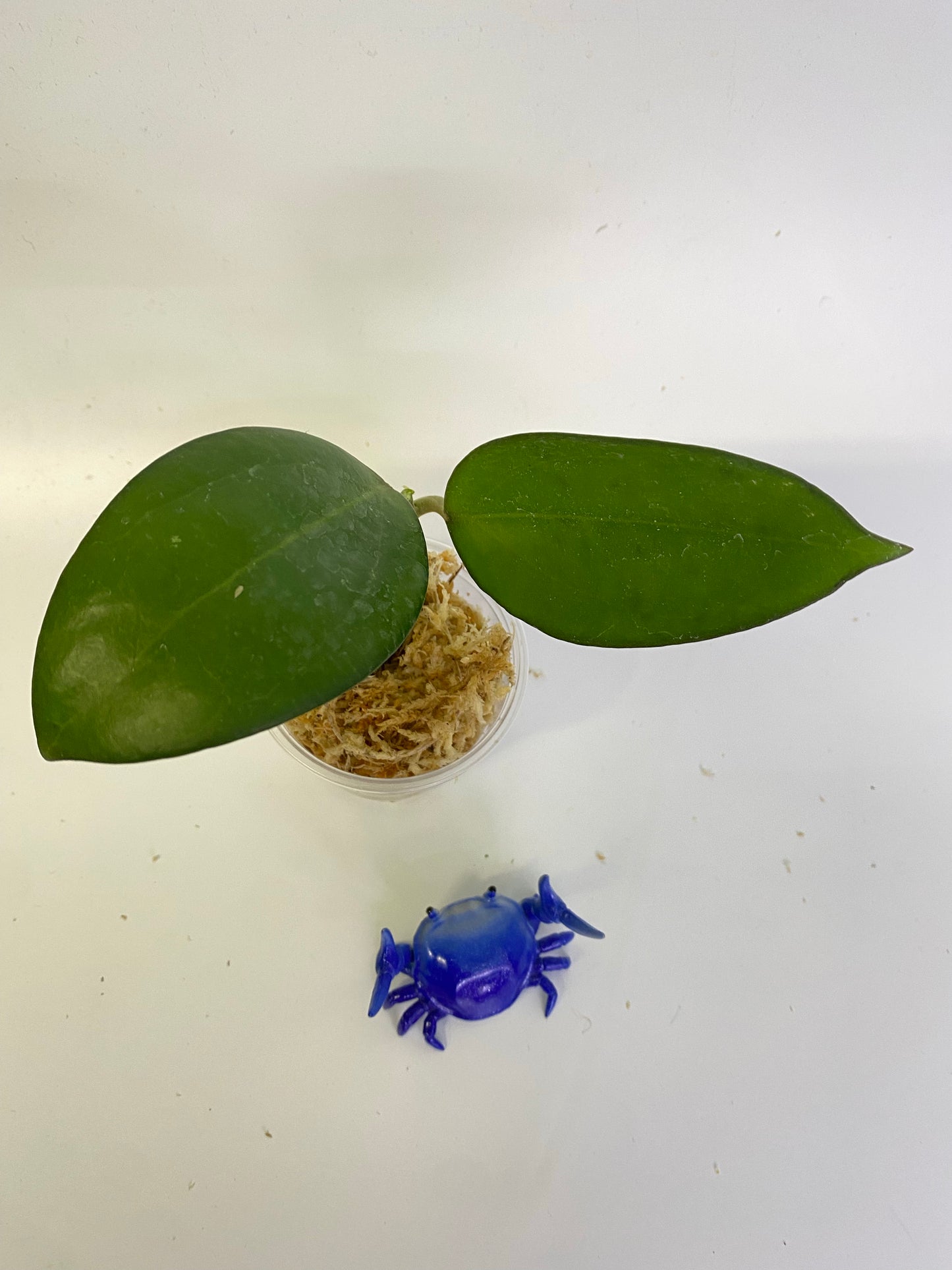 Hoya patcharawalai / Icensis - Unrooted