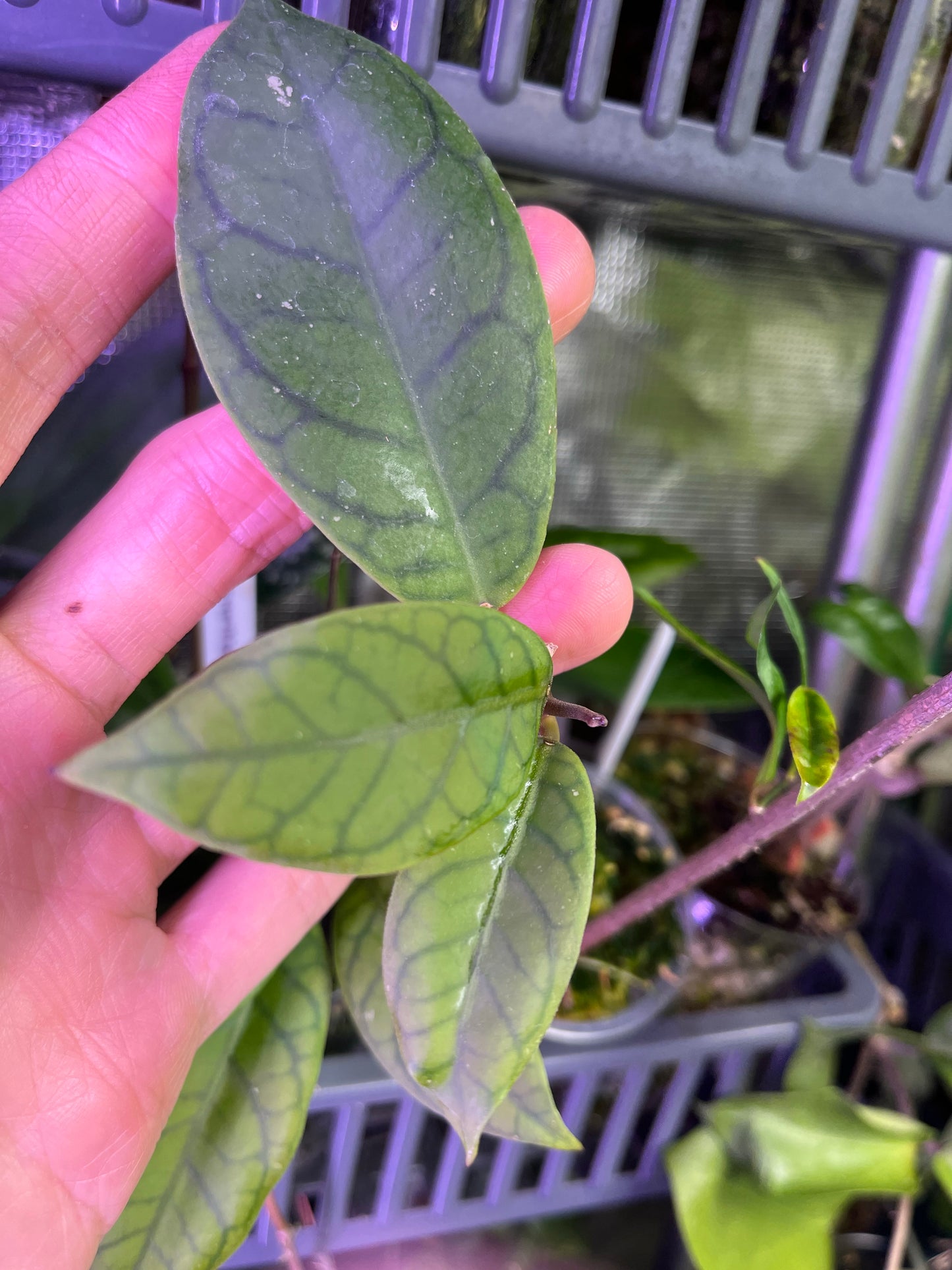 Hoya ‘lemonage’ - fresh cut - unrooted