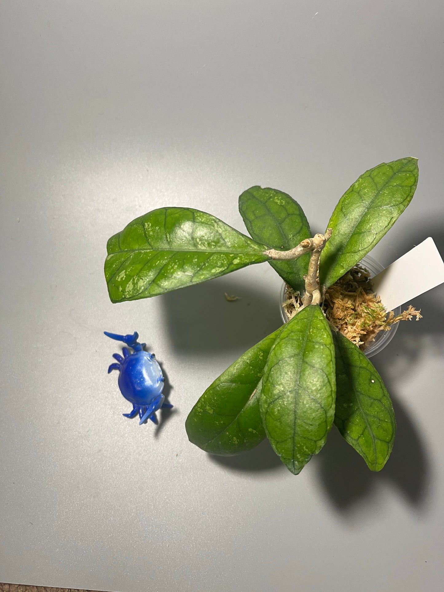 Hoya EPC 1001 (finlaysonii x meredithii) - has some roots