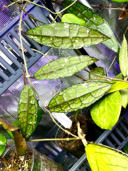 Hoya clemensorium - fresh cutting 1 node / 1 leaf - Unrooted