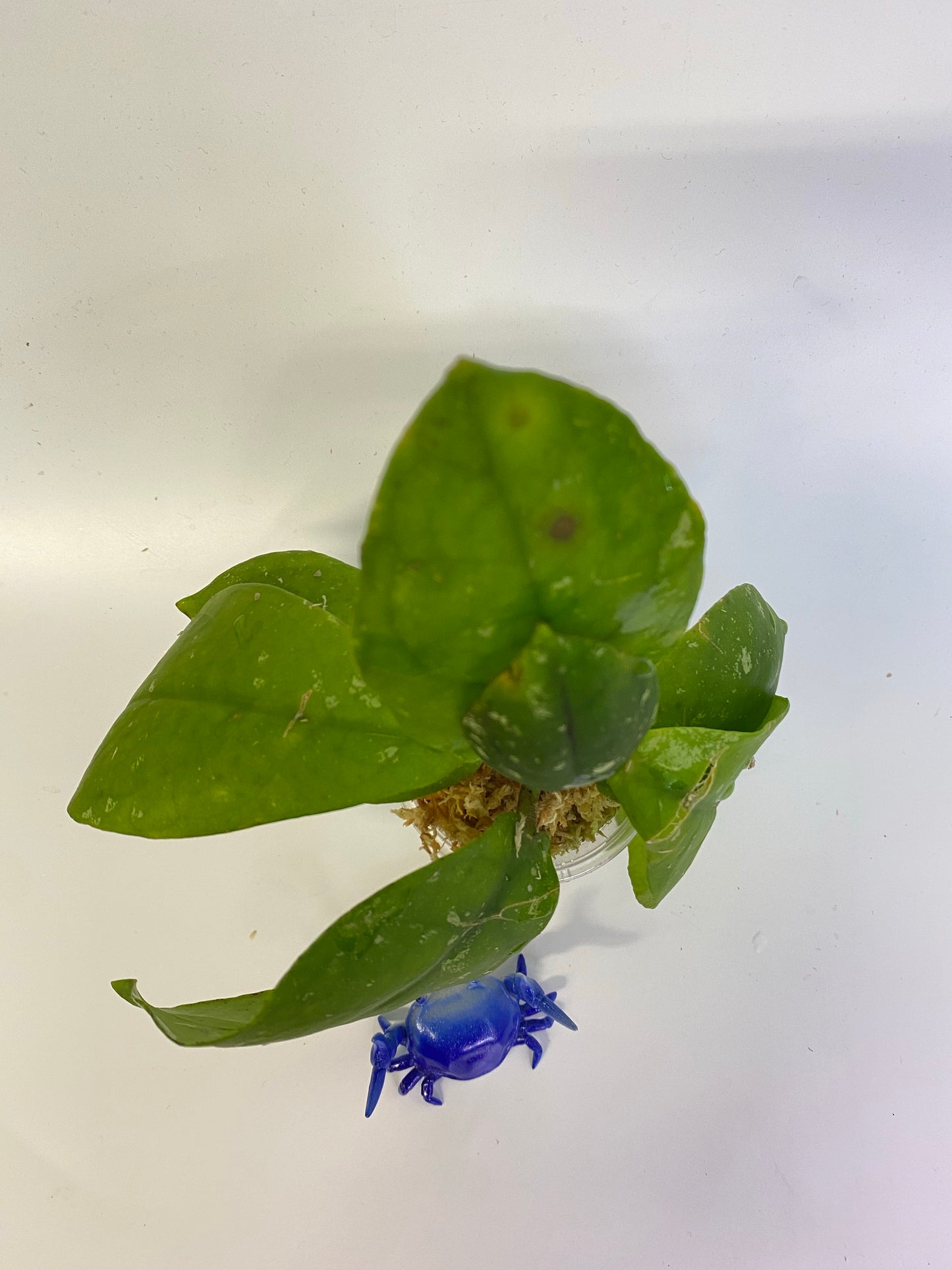 Hoya mitrata with splash - just starting to root