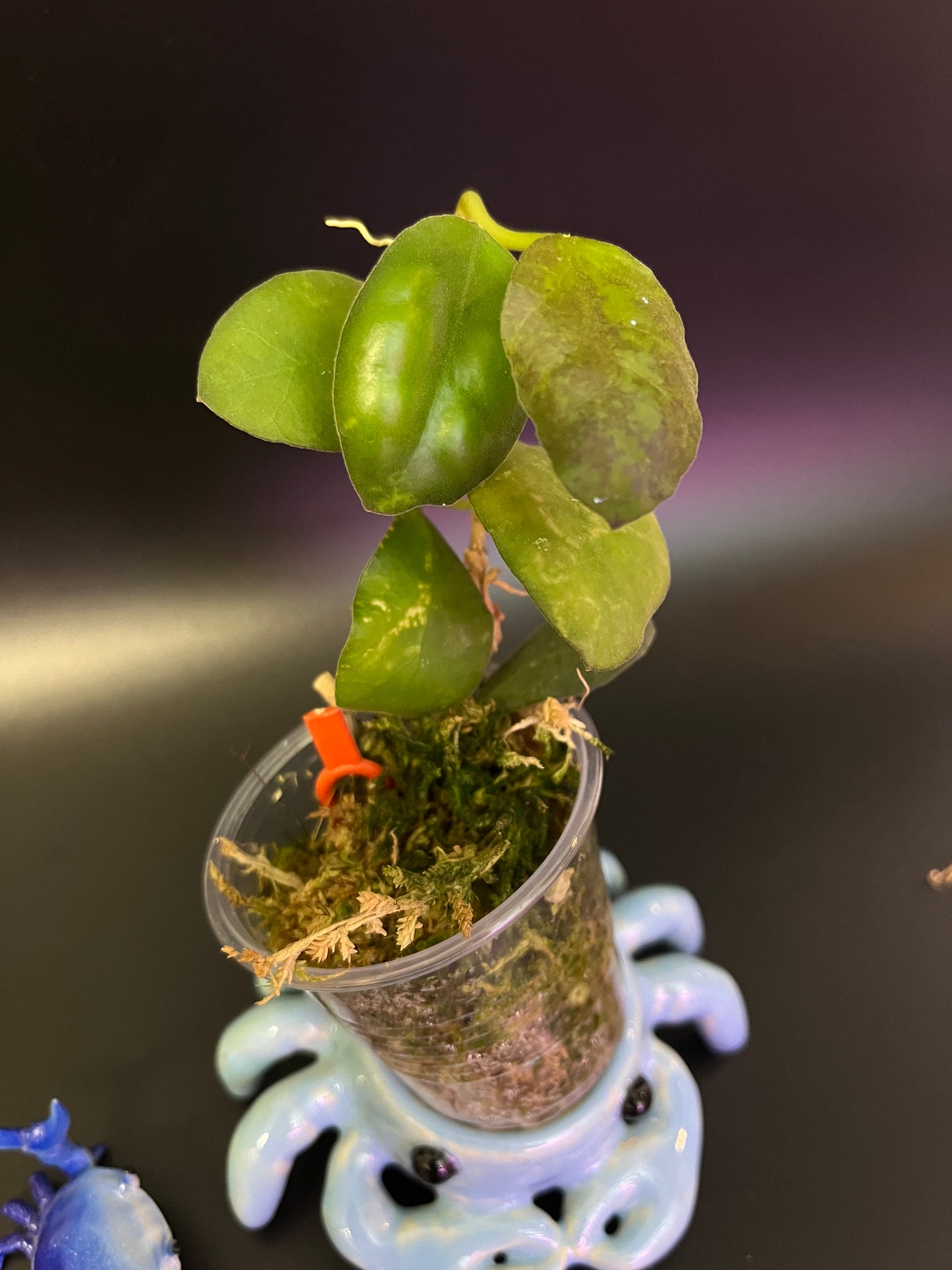 Hoya waymaniae round leaf - has some roots