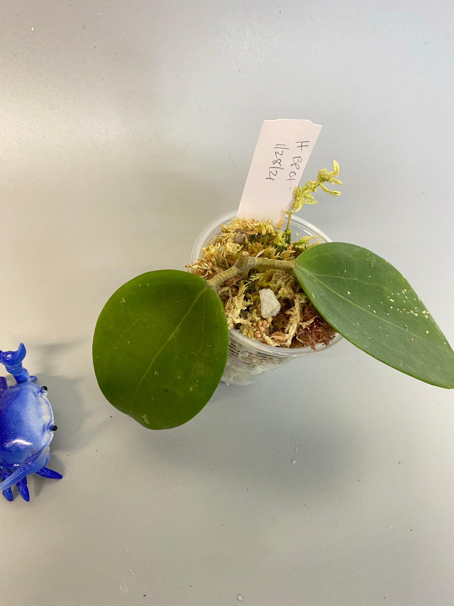 Hoya BP01 - starting to root