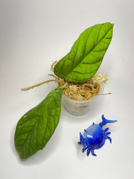 Hoya meredithii - Unrooted