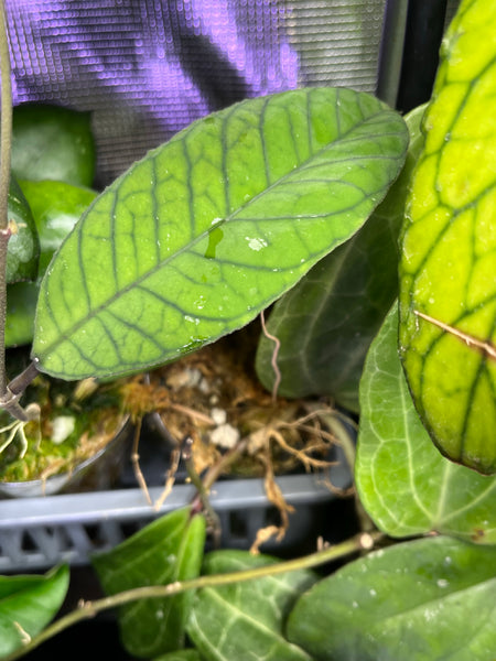 Hoya sabah - fresh cut - 1 node, 1 leaf - Unrooted