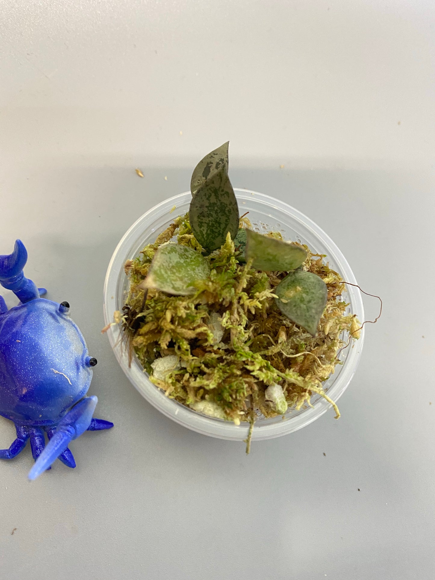 Hoya super silver krohniana (eskimo) - starting to root