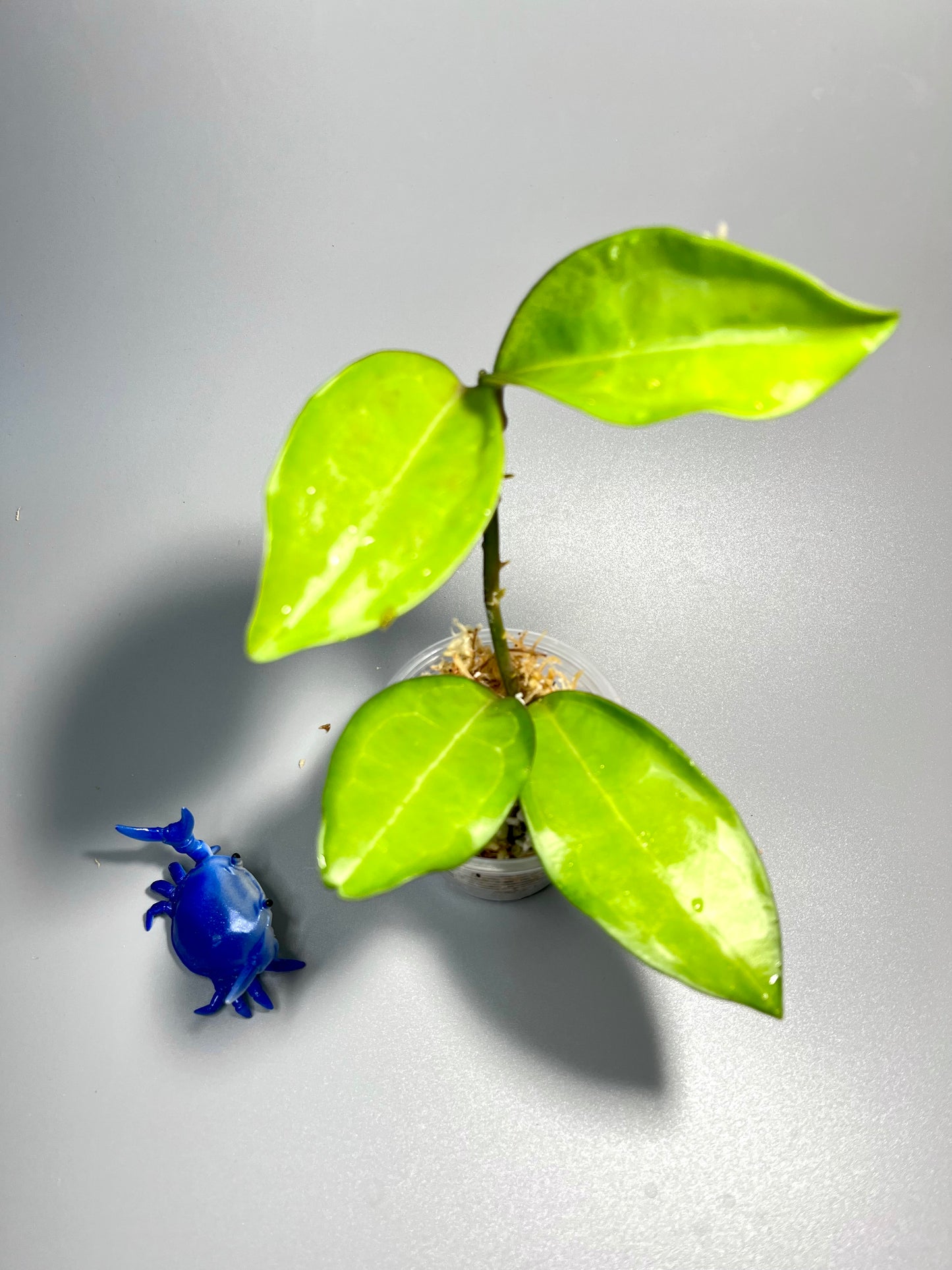 Hoya elliptica Philippines - Unrooted