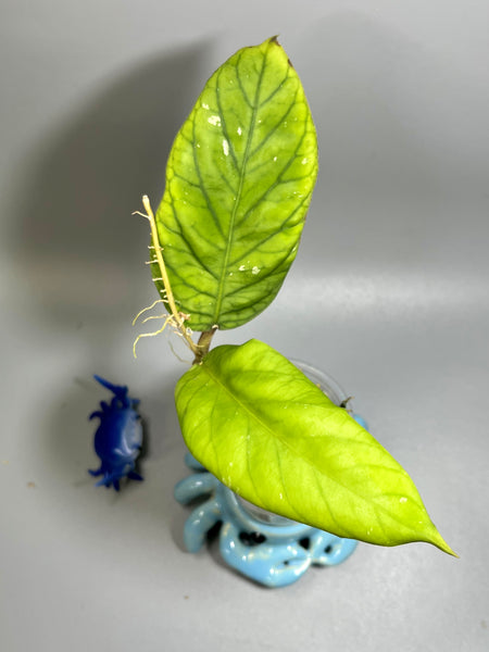 Hoya meredithii - has some roots