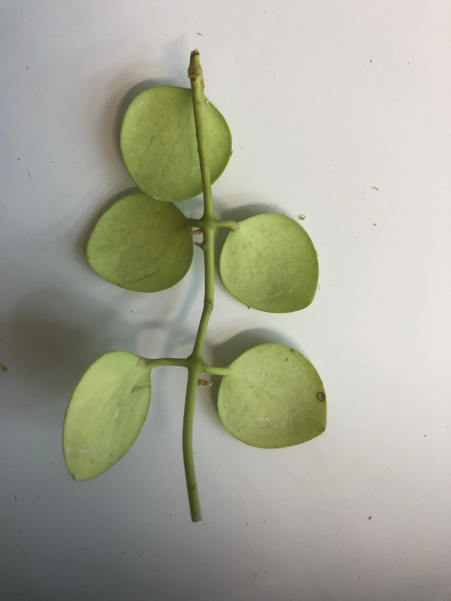 Hoya kastbergii