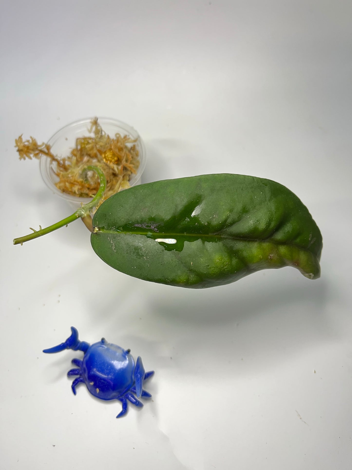 Hoya fauziana sp angulata - 2 nodes / 1 leaf - Unrooted