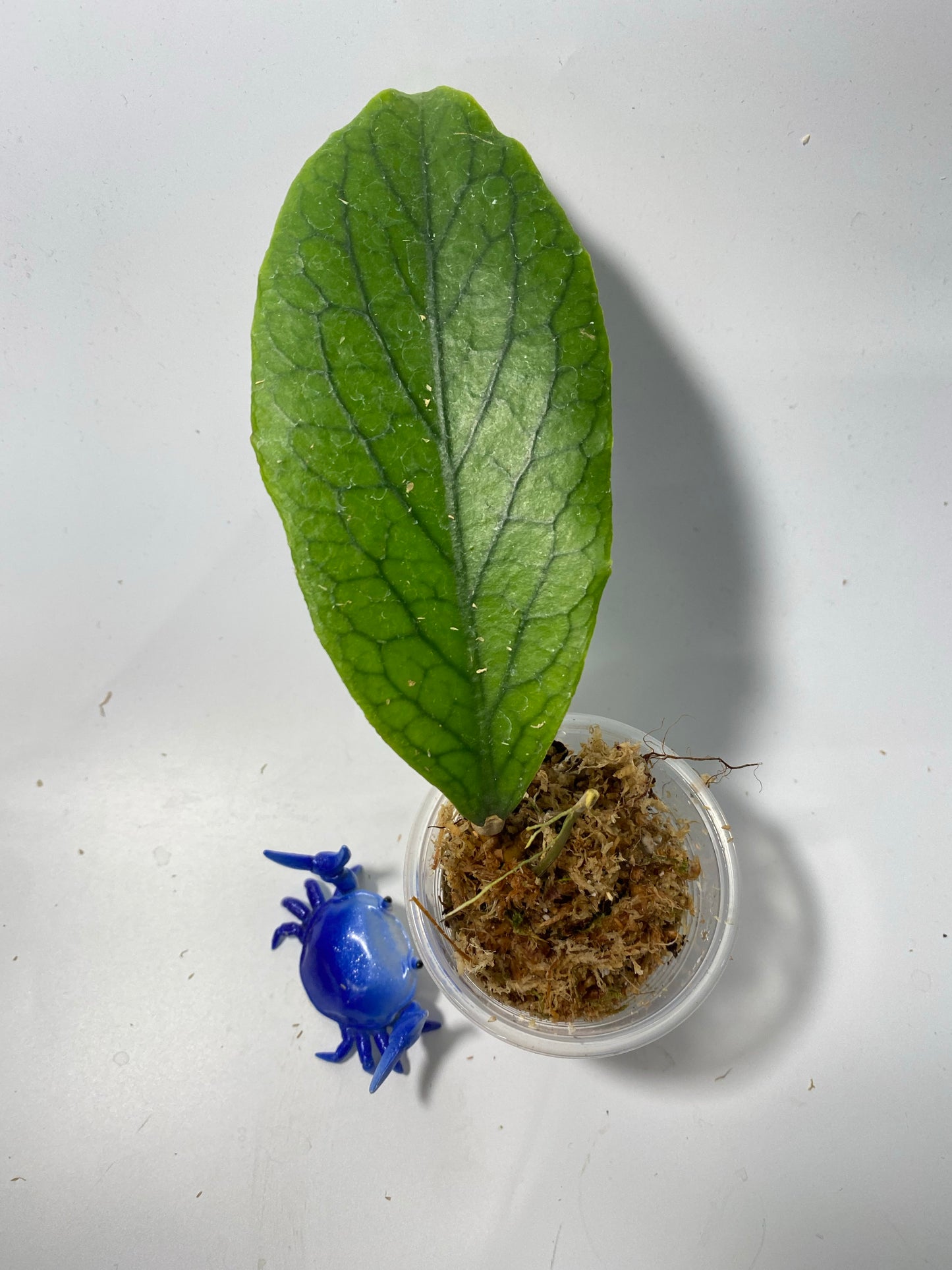 Reserved for Stachelle - Hoya kast - unrooted