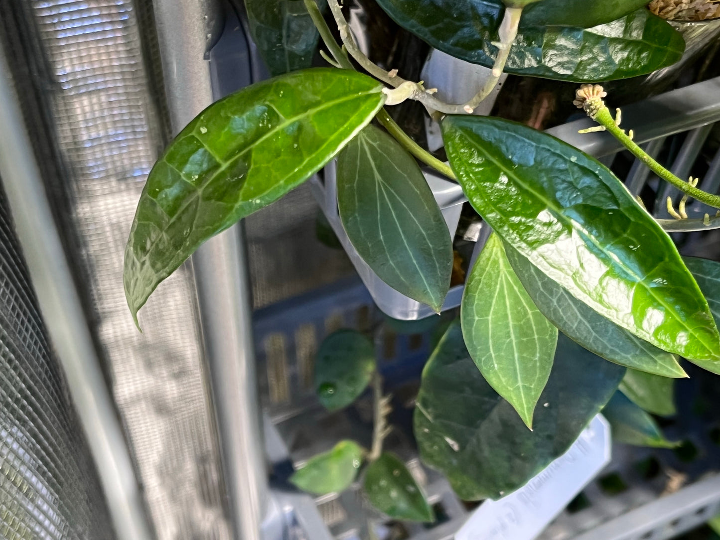 Hoya AH-250 - fresh cutting 1 node / 2 leaves - Unrooted