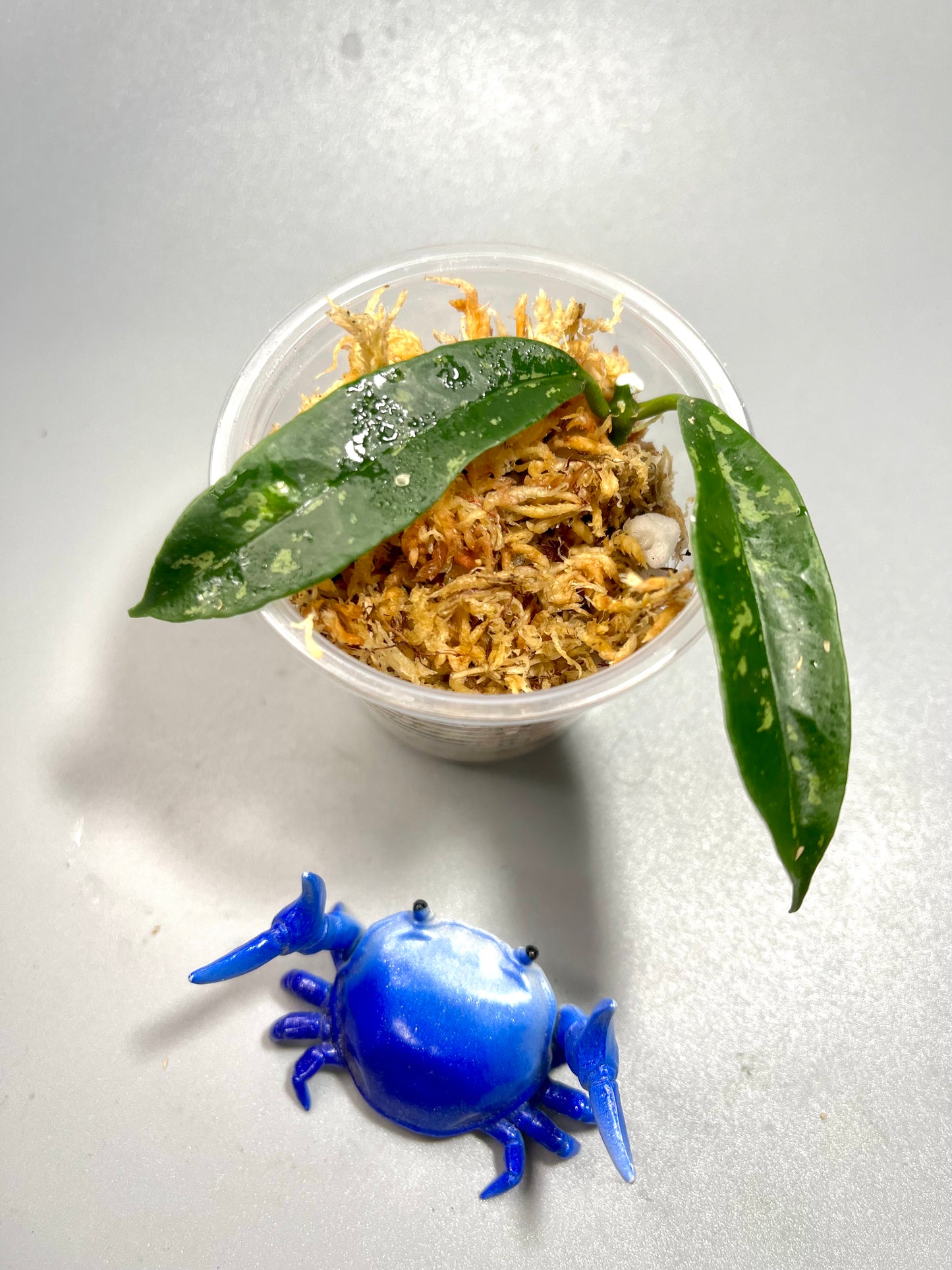 Hoya griffithii splash - Unrooted