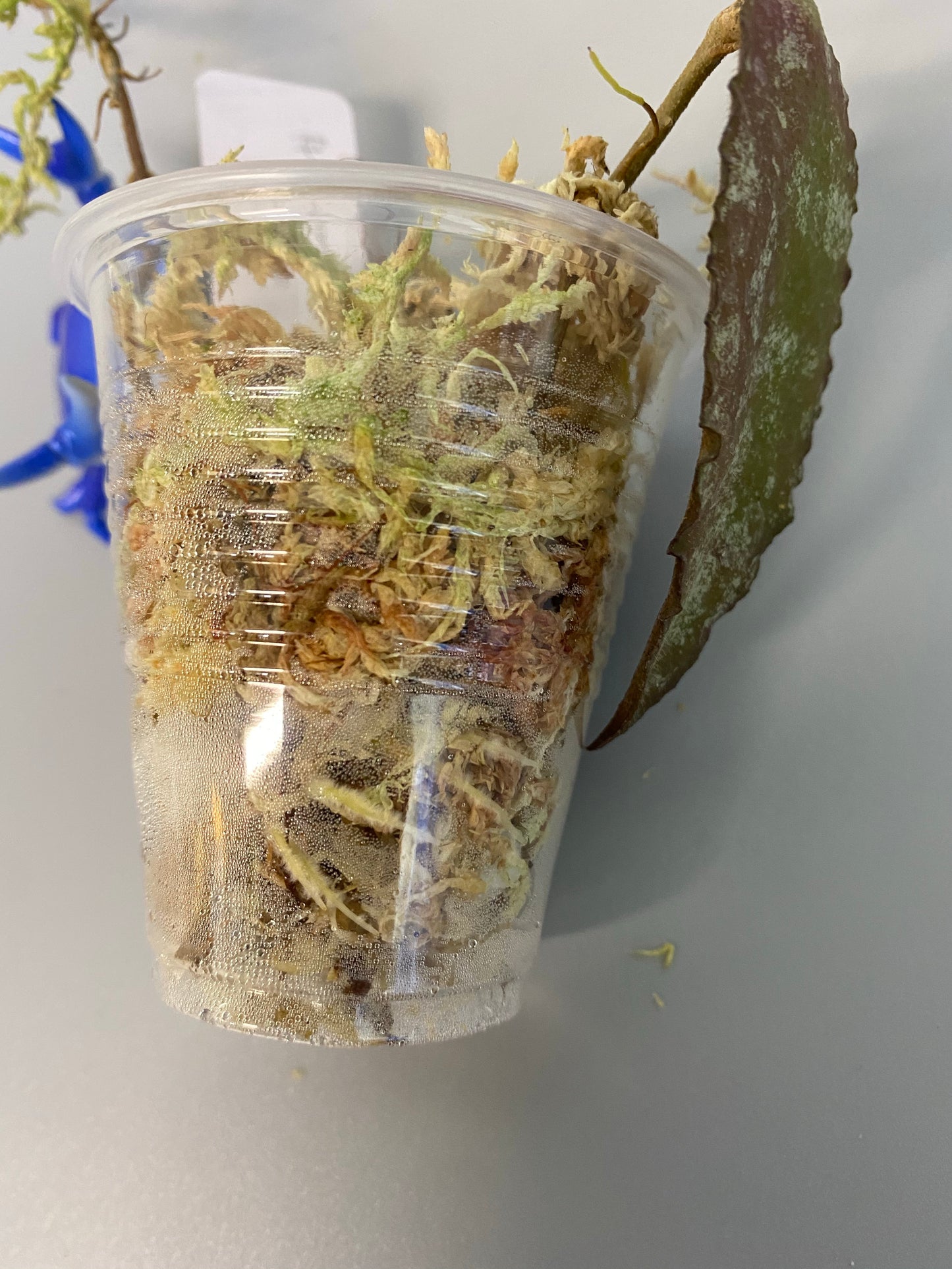 Hoya caudata Sumatra - Just starting to root