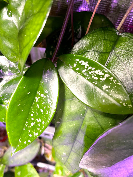 Hoya polish spot - fresh cut - 2 leaves / 1 node - Unrooted