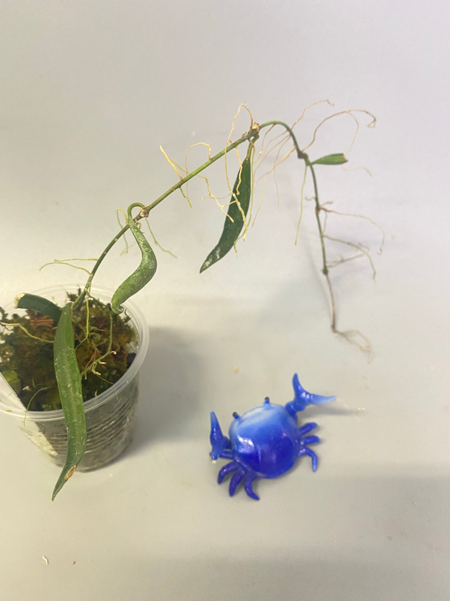 Hoya acicularis - rooted