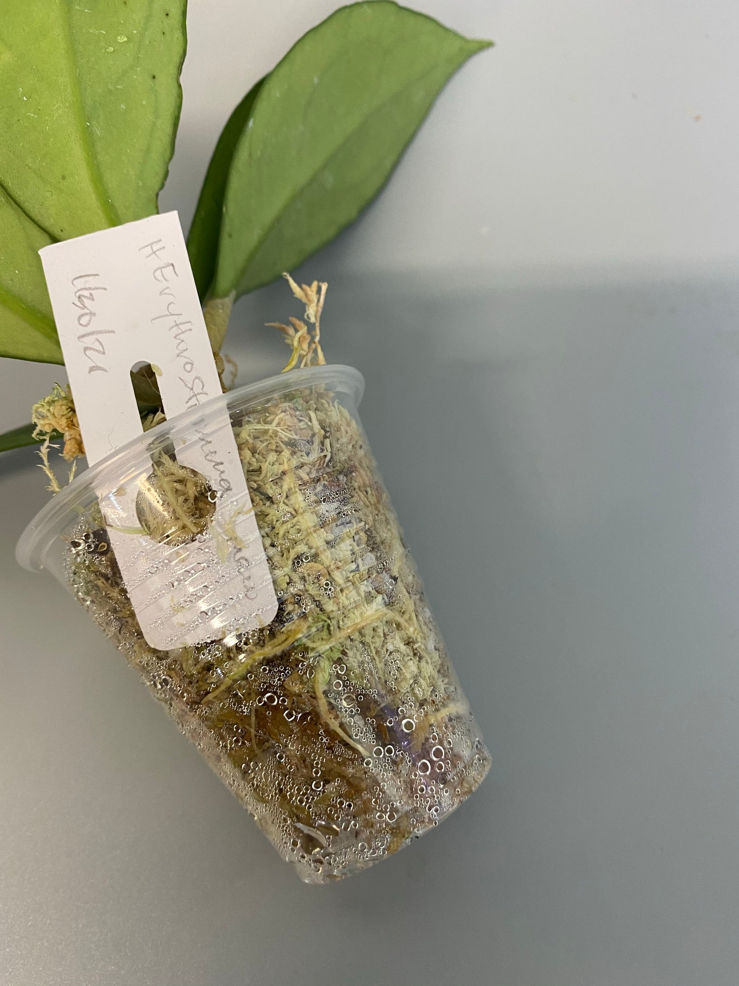 Hoya erythrostemma new, rooted