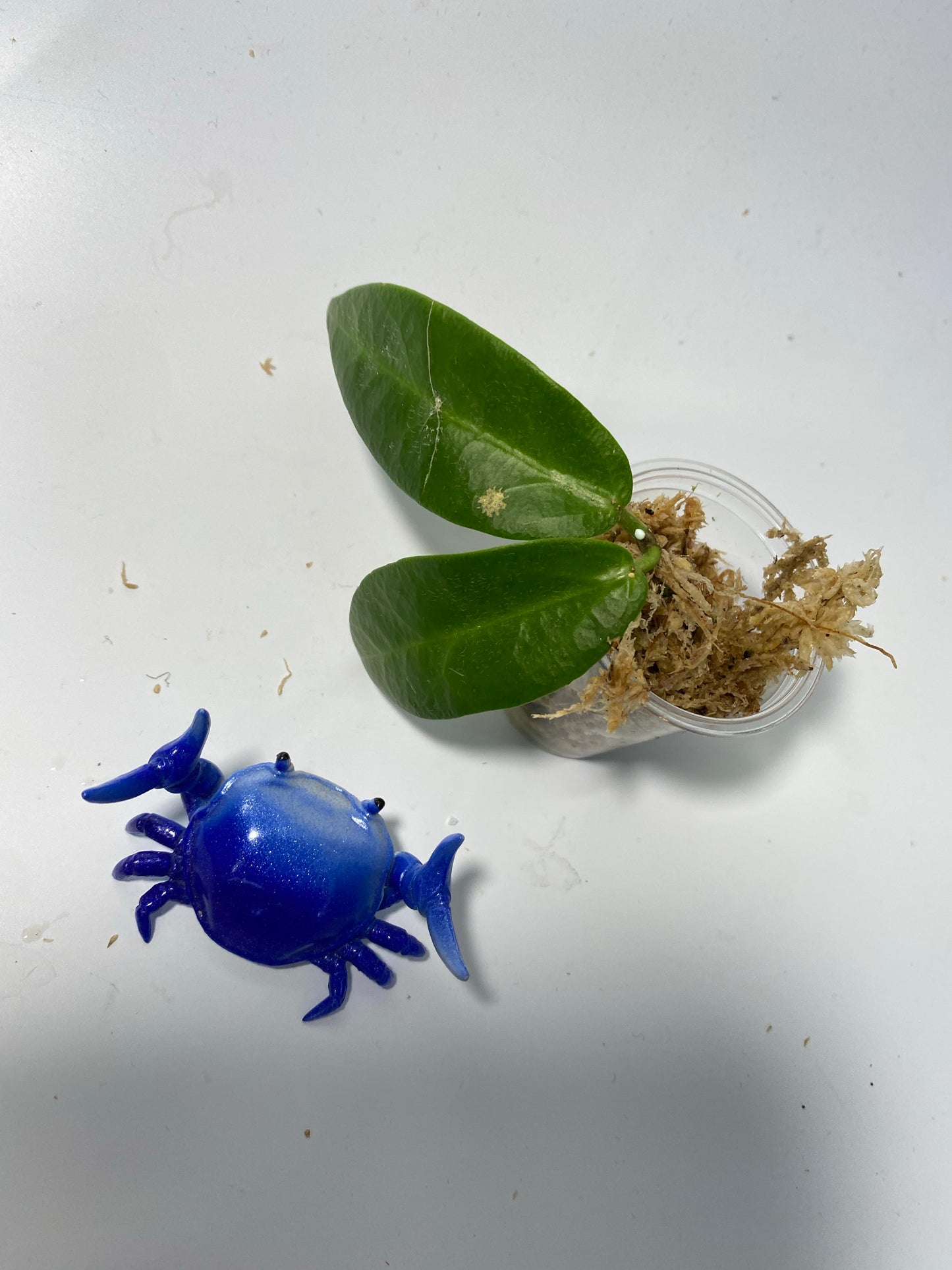 Hoya patella pink - unrooted