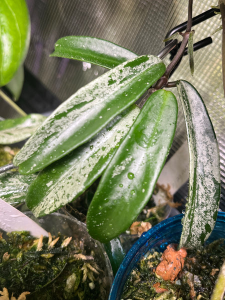 Hoya ‘minibelle’ splash - 3 nodes / 5 leaves - fresh cutting