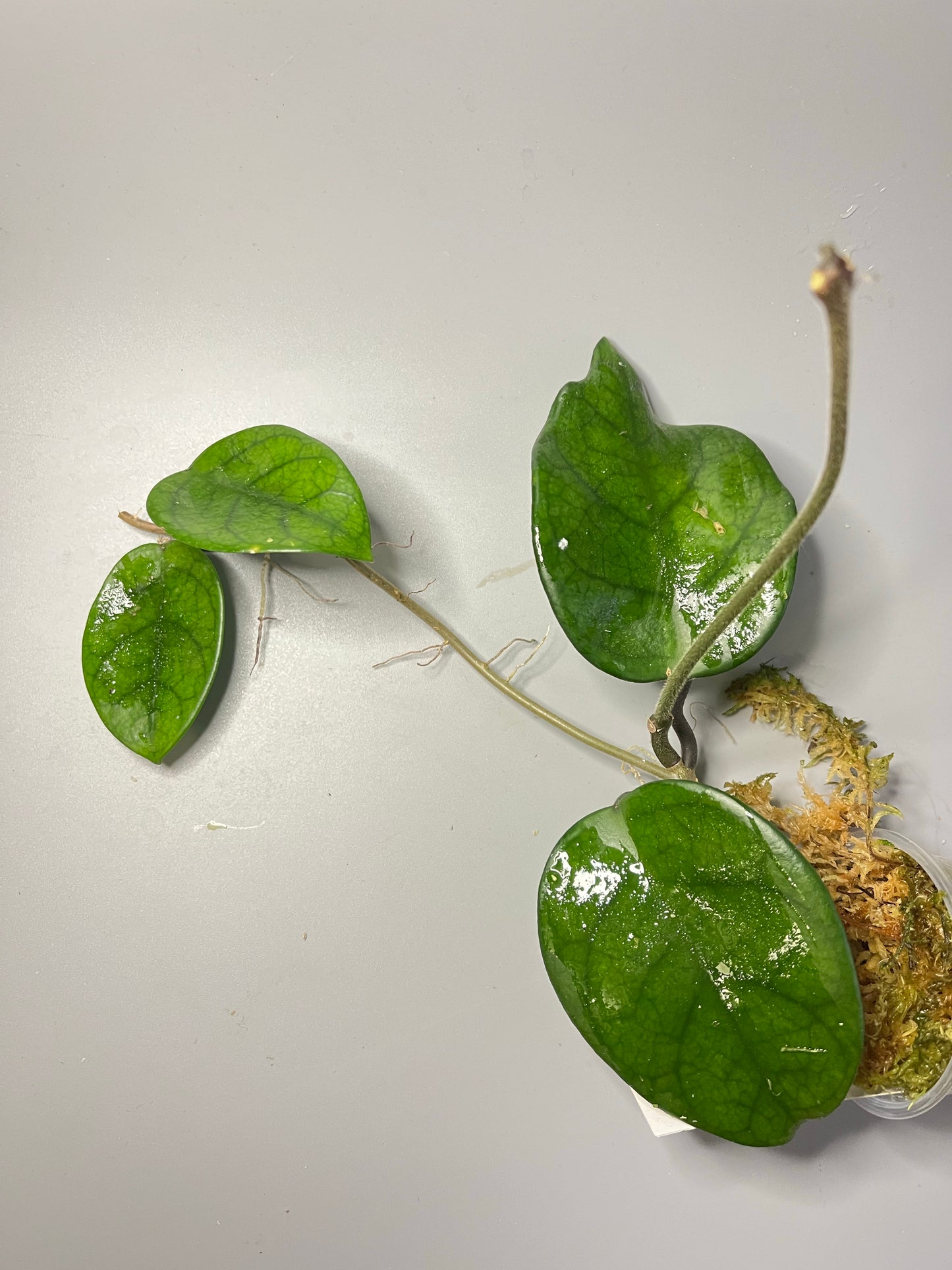 Hoya motoskei - has roots