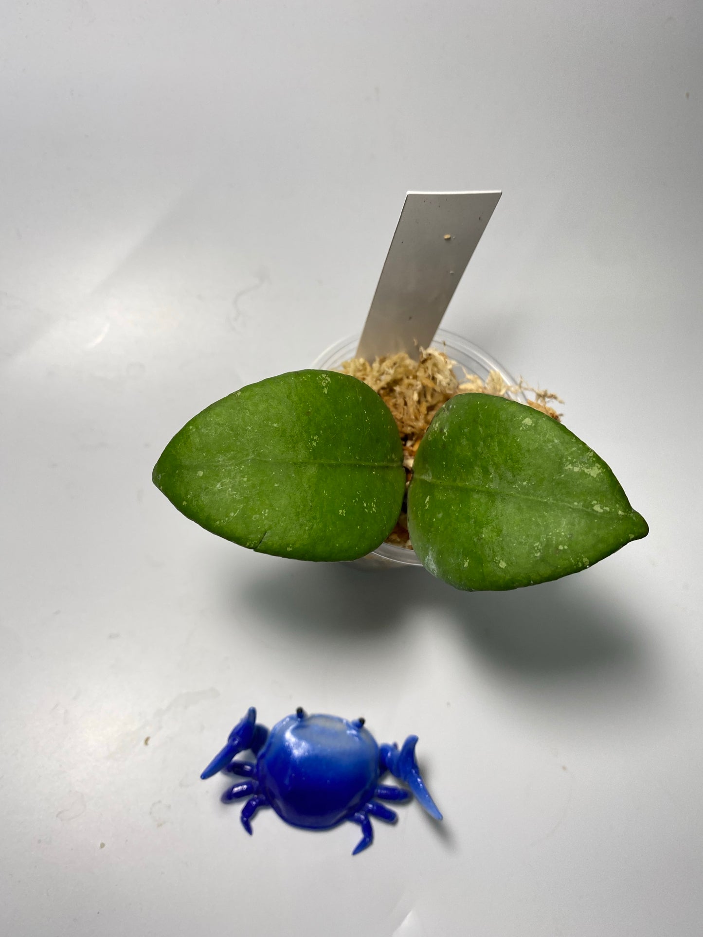 Hoya ovalifolia - has some roots