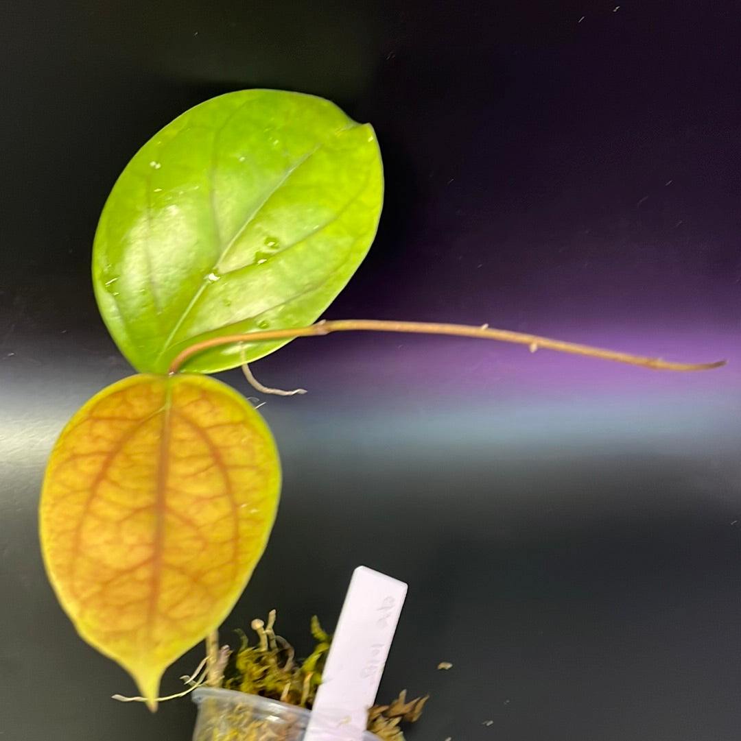 Hoya epc 1015 - unrooted