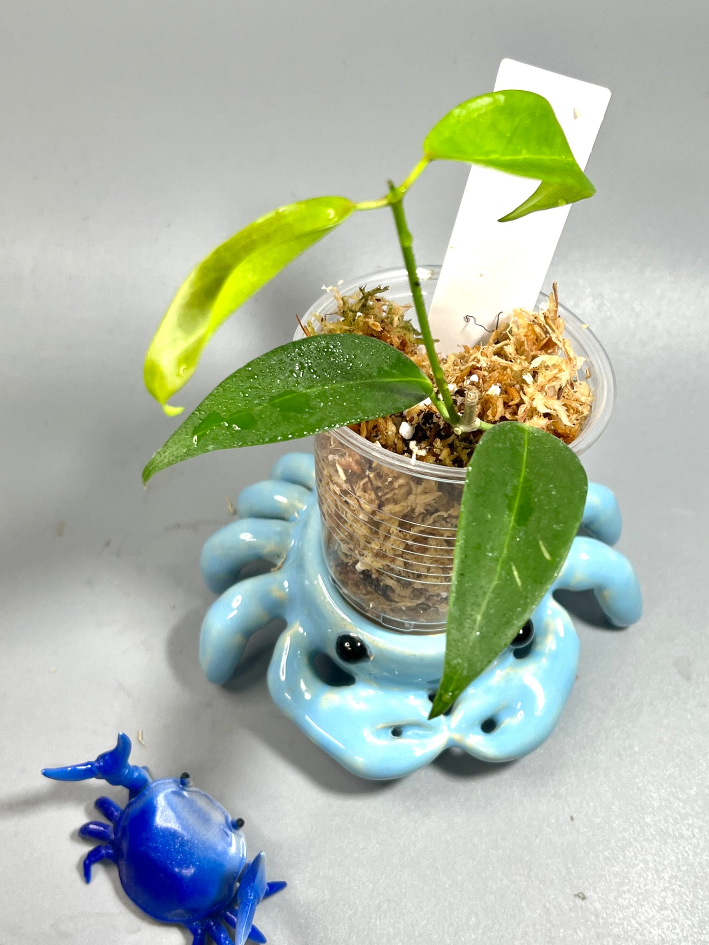 Hoya globulifera IML 1722 - Unrooted