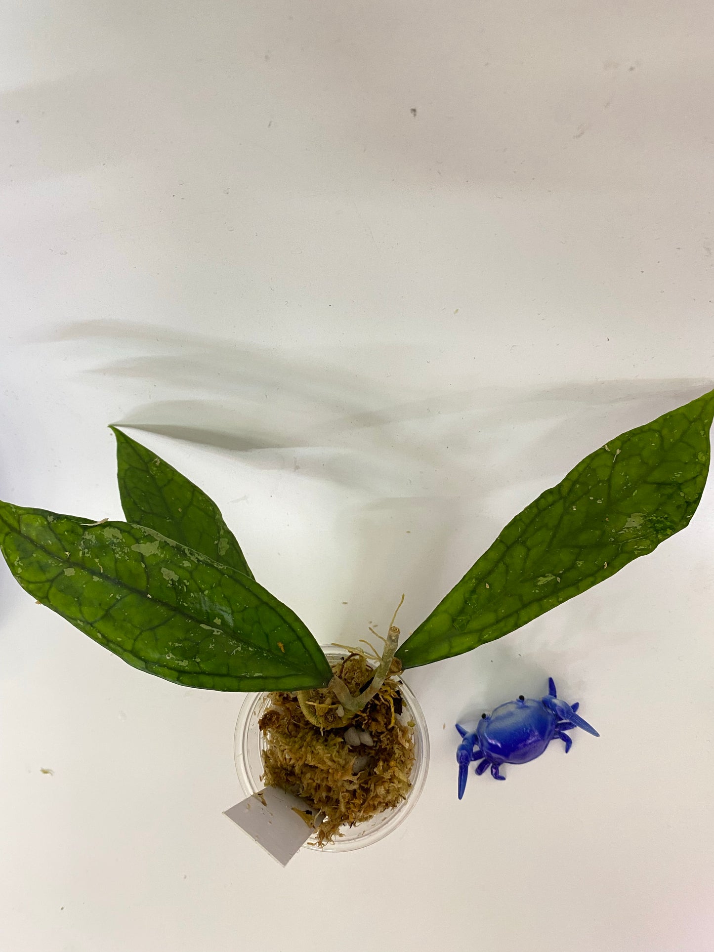 Hoya Germany - Unrooted