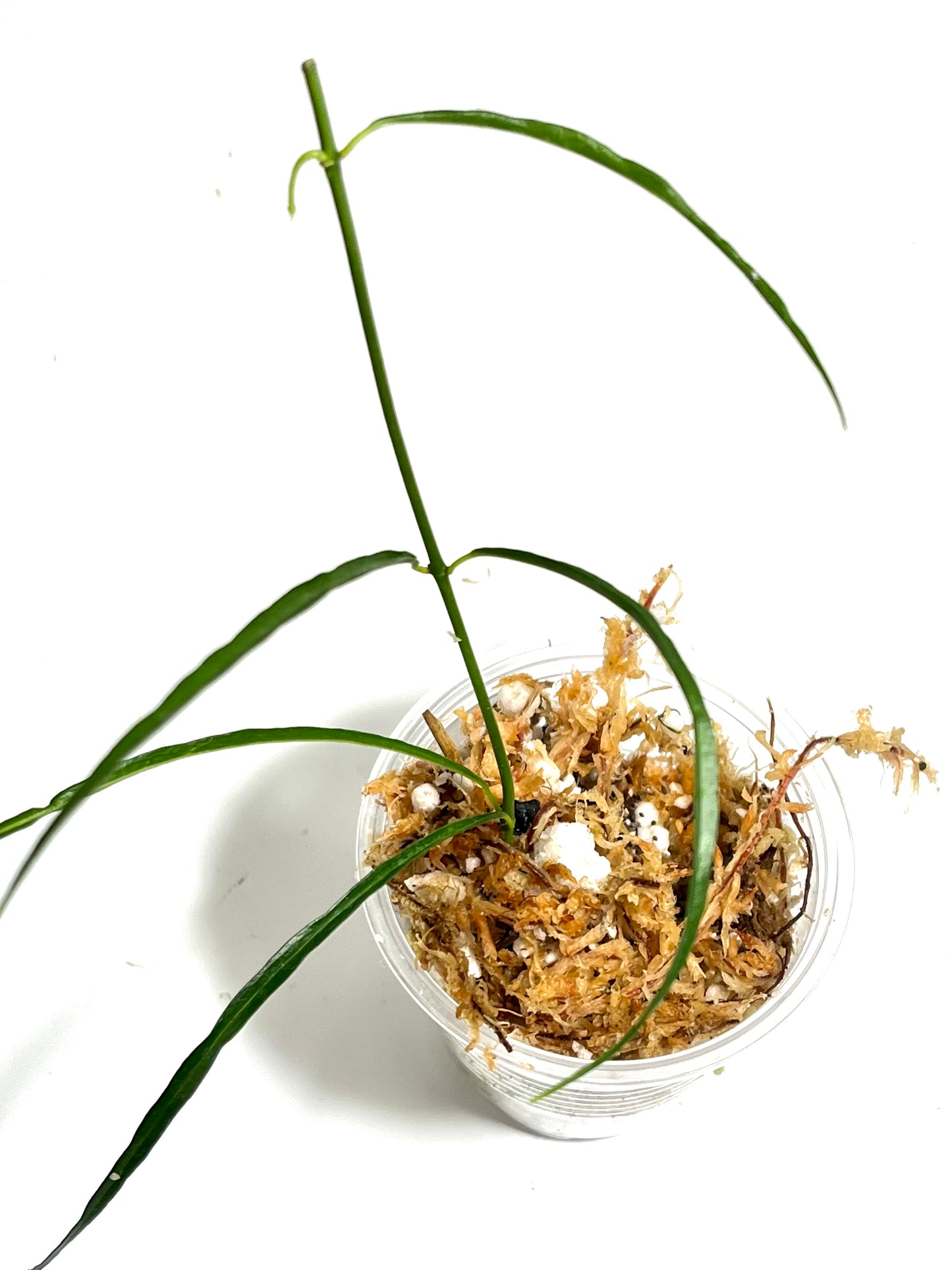 Hoya stenophylla - Unrooted