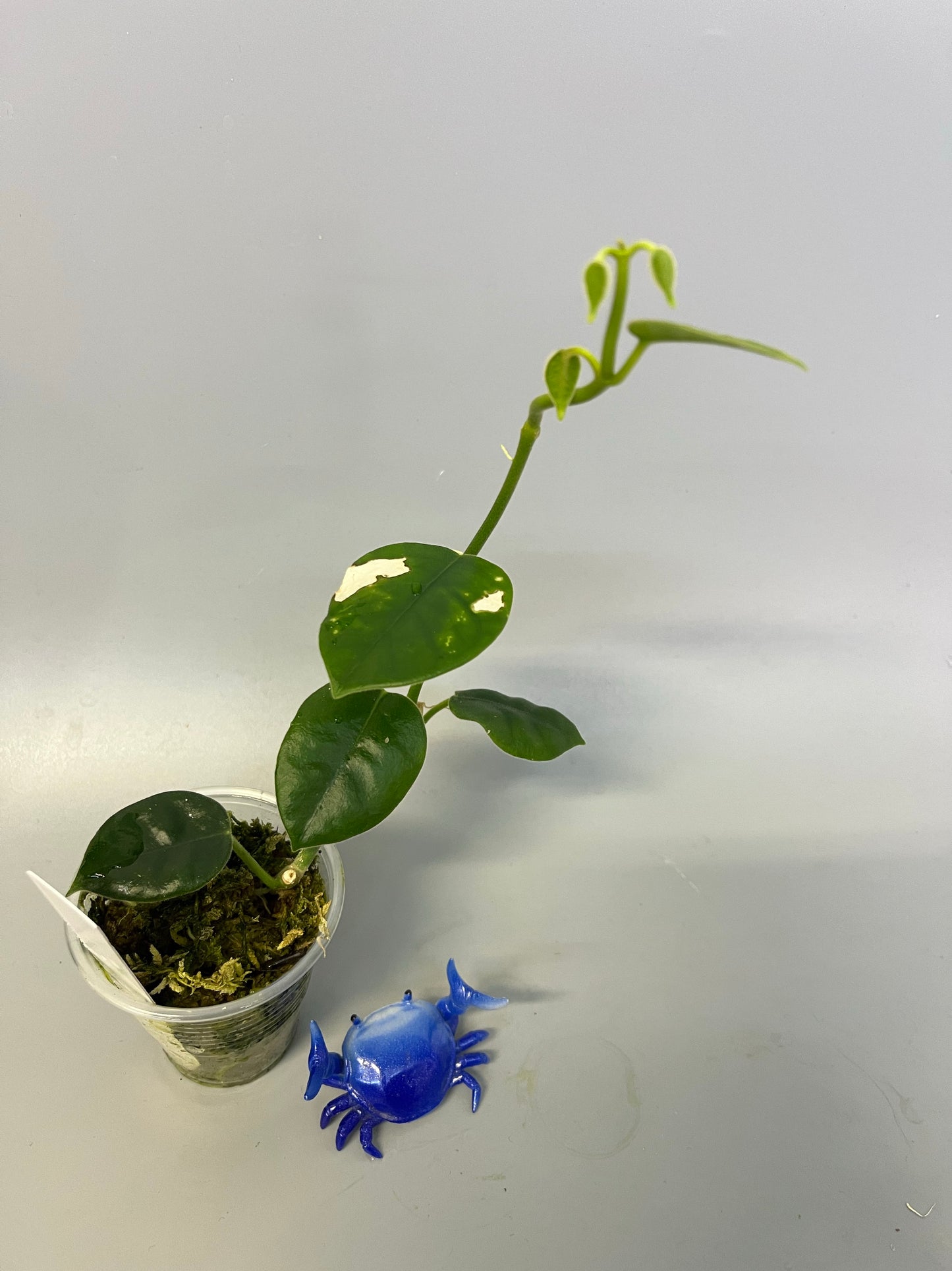 Hoya gigas - has large flowers - has some roots