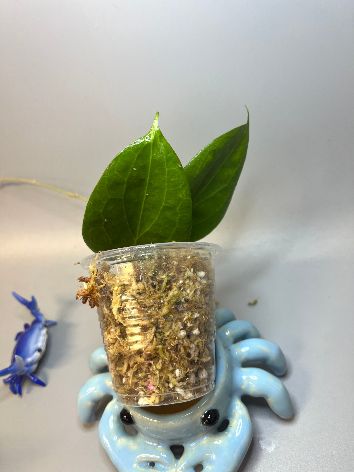 Hoya nicholsoniae - Unrooted