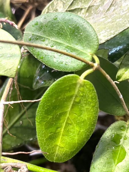 Hoya piestolepis - fresh cut - 1 node - Unrooted