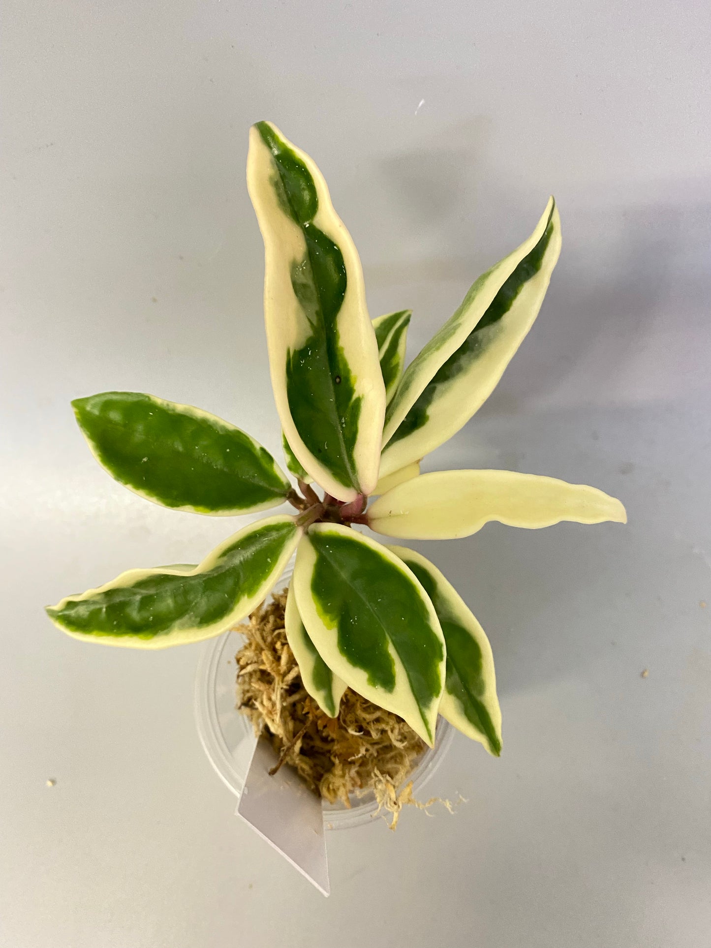 Hoya Susie q - Unrooted