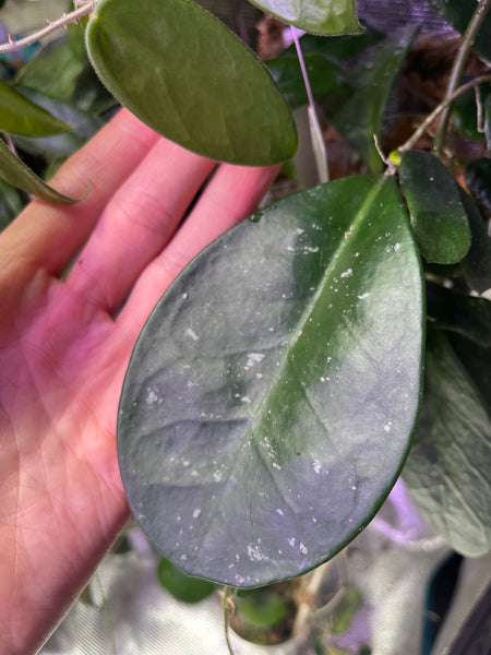Hoya David’s green cup - 1 node/leaf - fresh cut - unrooted