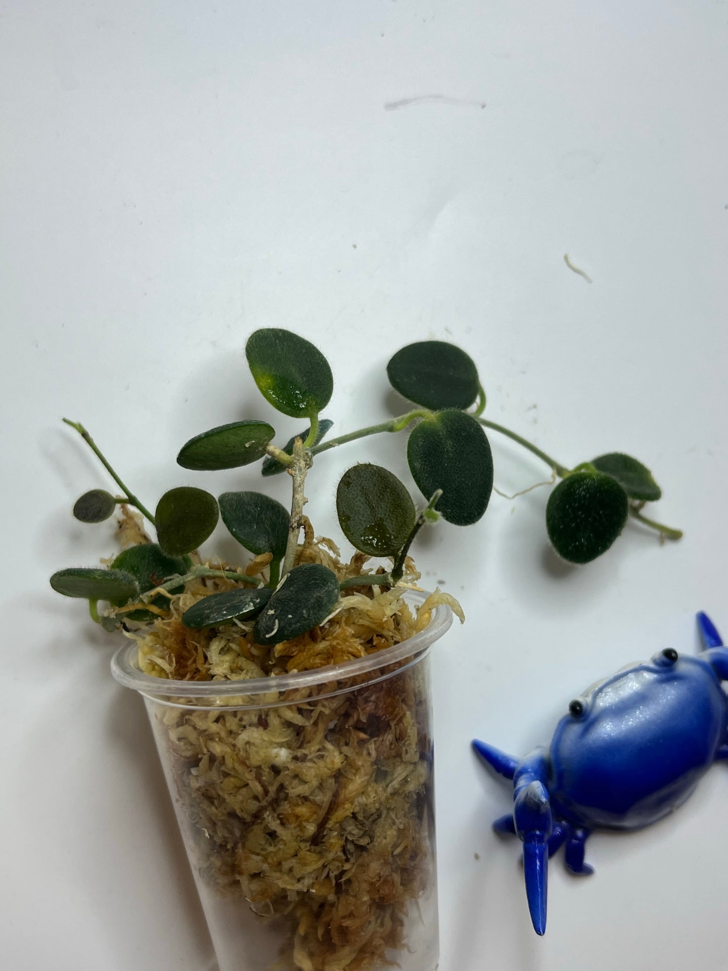 Hoya serpens - Unrooted