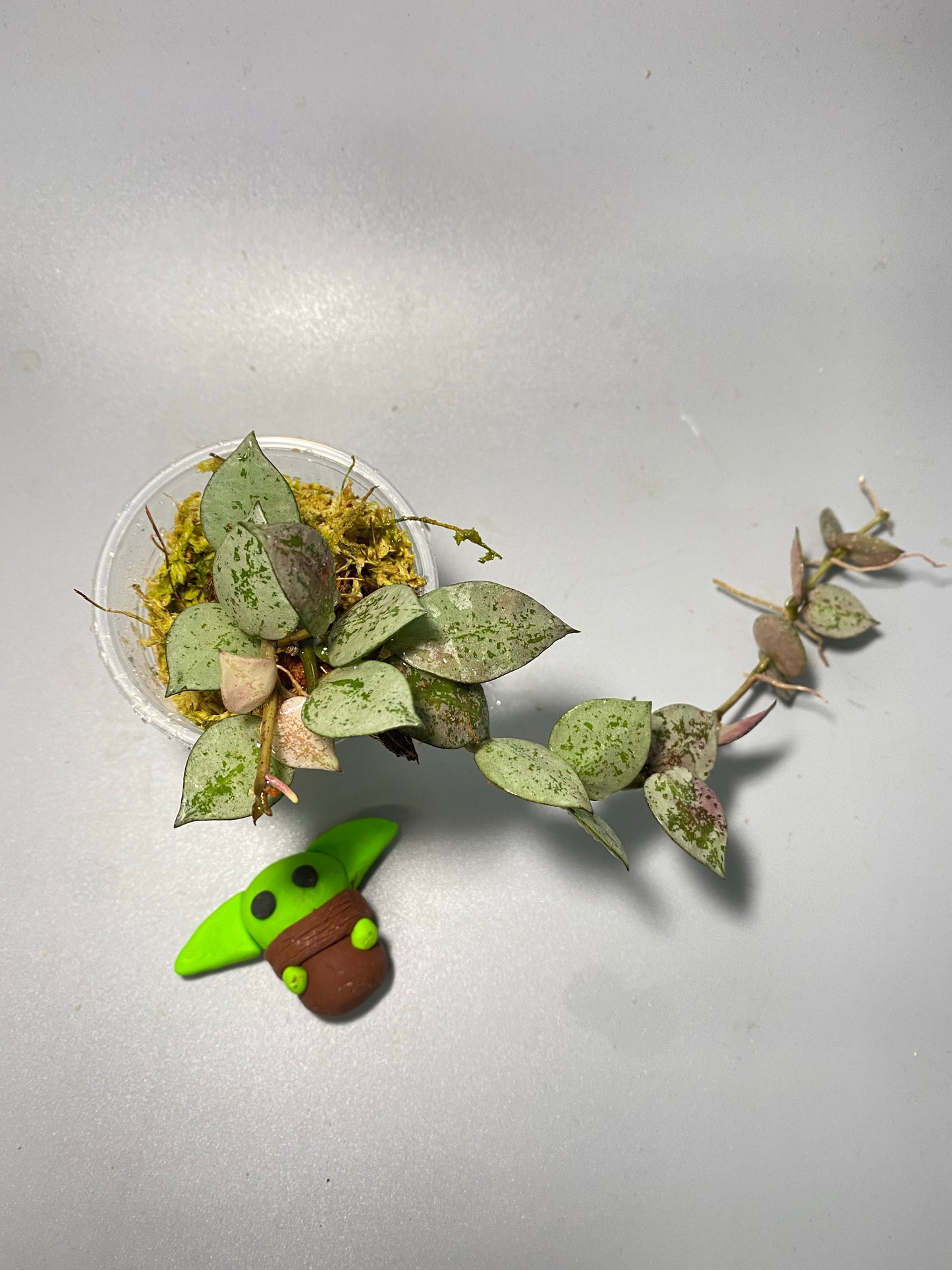 Hoya super silver krohniana (eskimo) - active growth