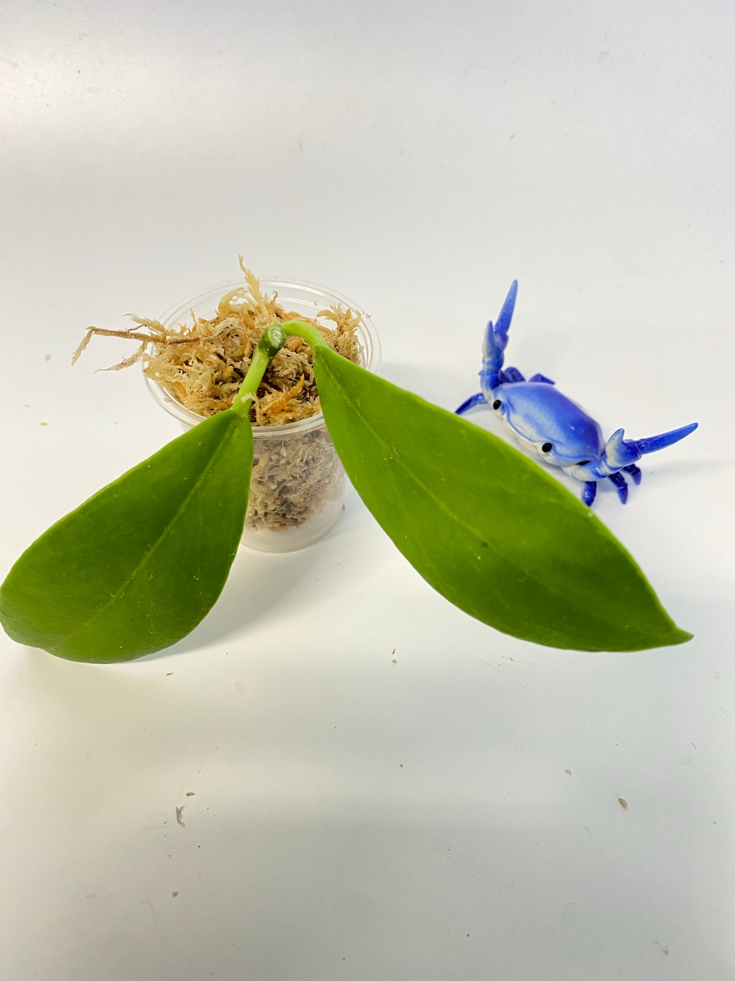 Hoya obscura - starting to root