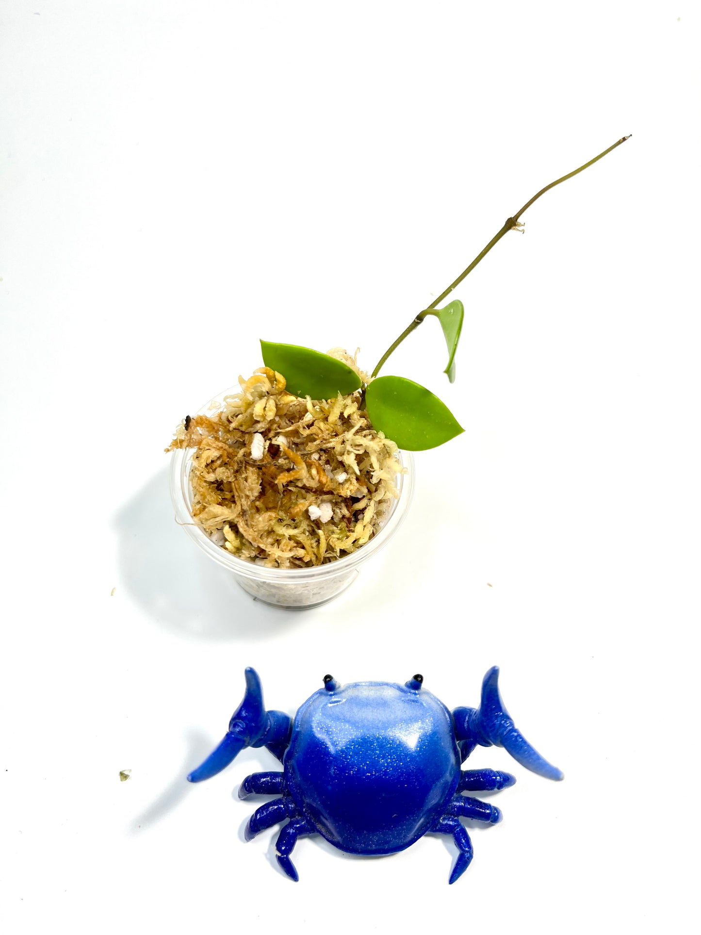 Hoya picta - unrooted