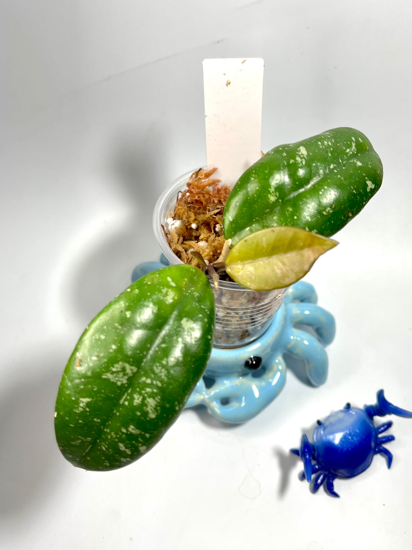 Hoya ‘wildflower’ - has some roots