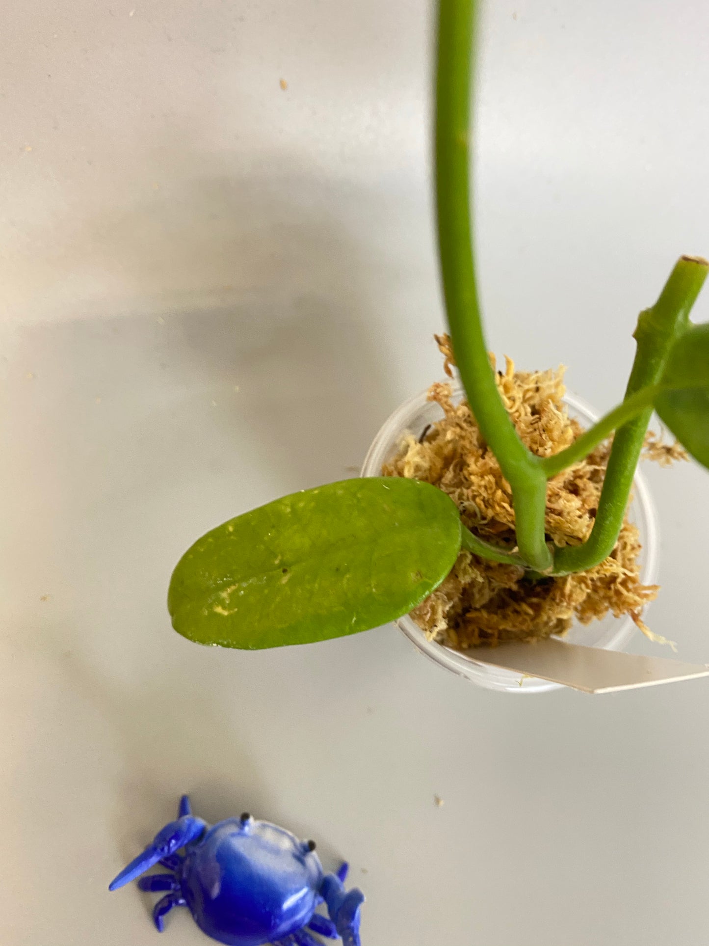 Hoya cv ruthie - starting to root