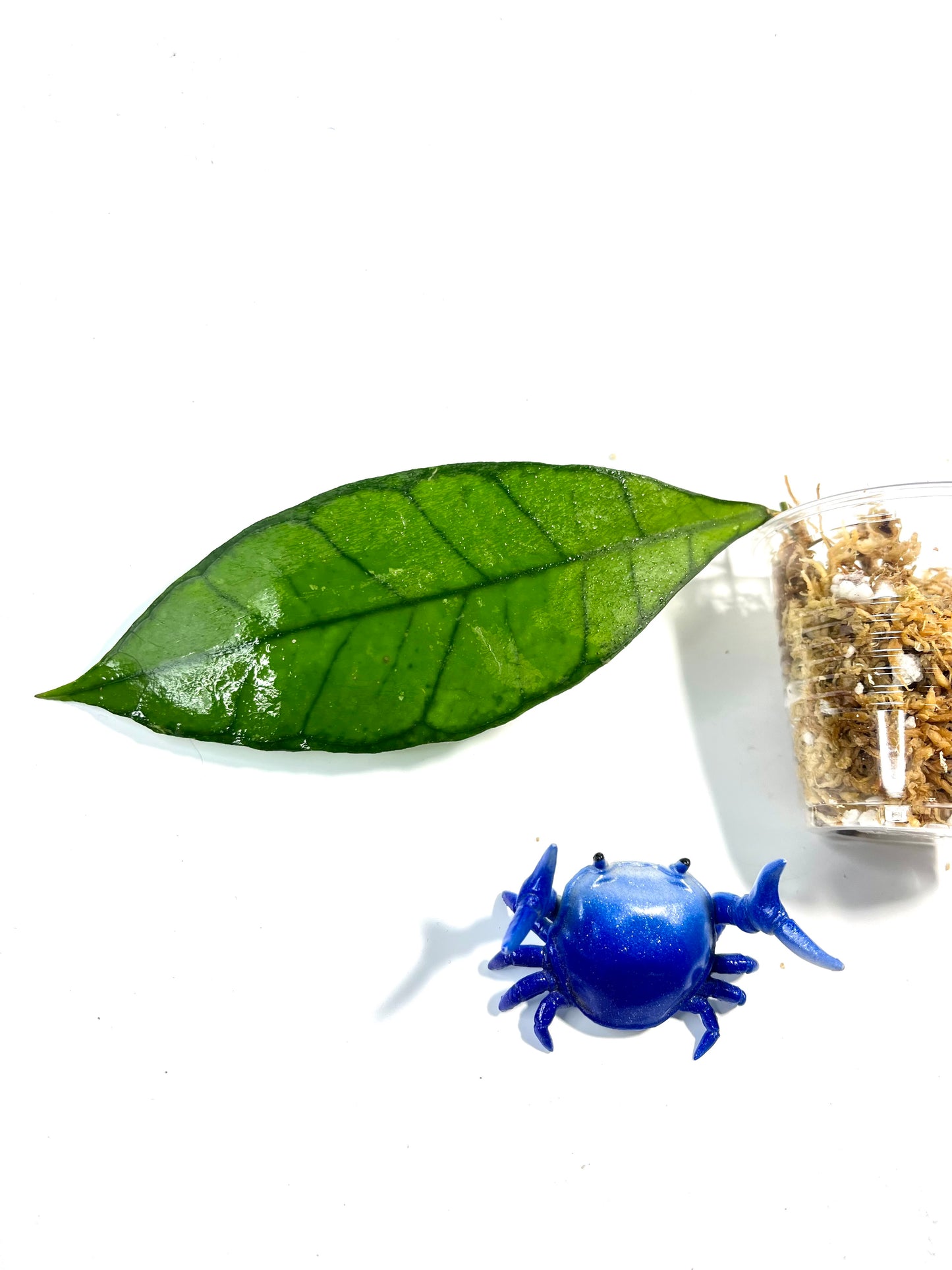 Hoya sp kalimantan - ut-158 - Unrooted