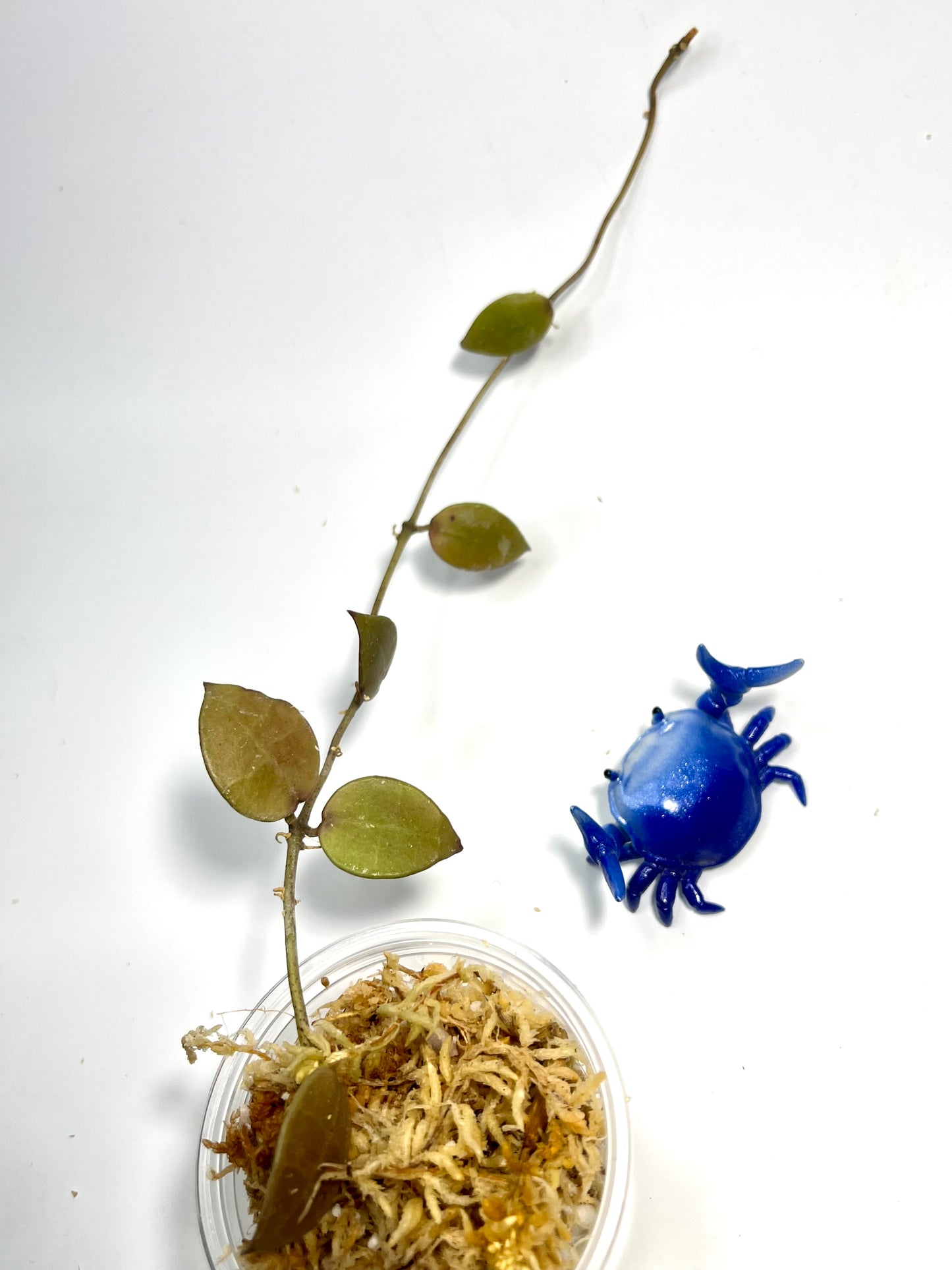 Hoya lacunosa Indonesia - Unrooted