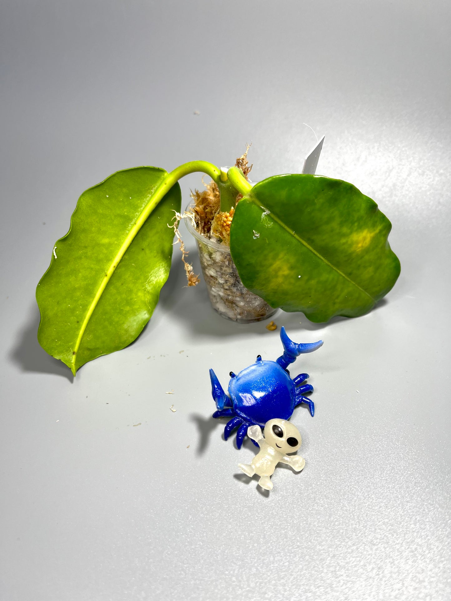 Hoya imperialis Palawan - Unrooted