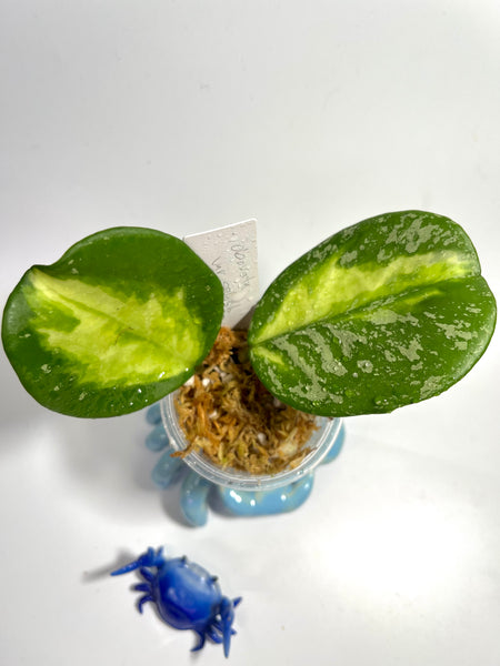 Hoya obovata variegated splash - has some roots