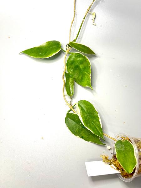 Hoya kenejiana albomarginata - active growth
