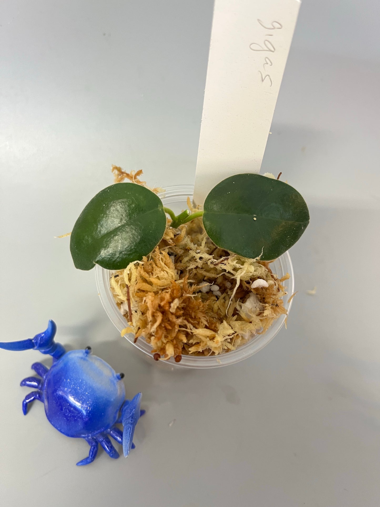 Hoya gigas - has large flowers - Unrooted