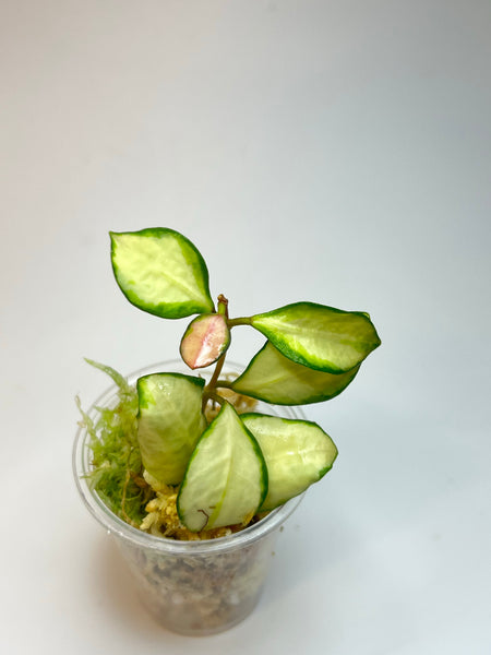 Hoya heuschkeliana variegated - Unrooted